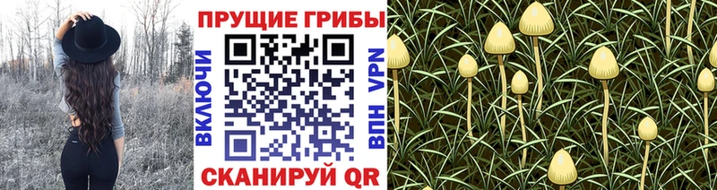 Псилоцибиновые грибы Magic Shrooms  Купить где  Энгельс 